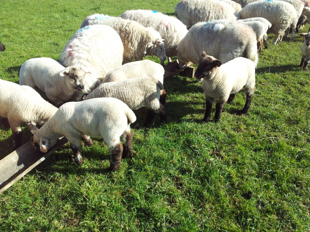 'Lambs with scour on fresh grass is usually a sign of a parasitic infection'