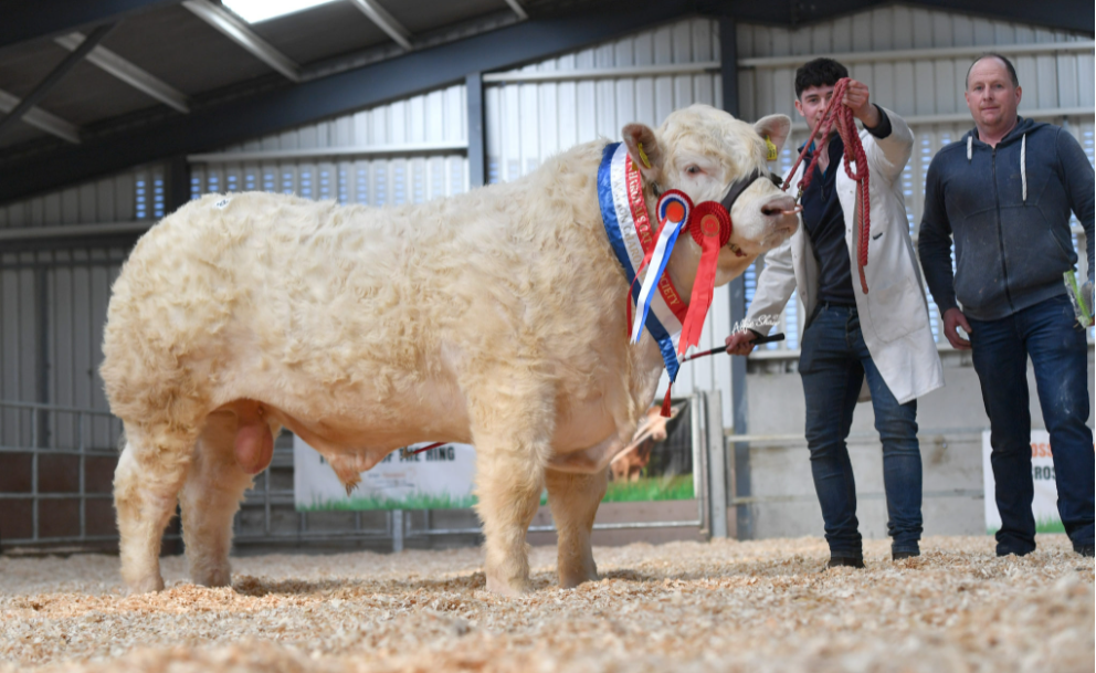 Charolais sale sees €10,500 paid for Co. Sligo-bred bull