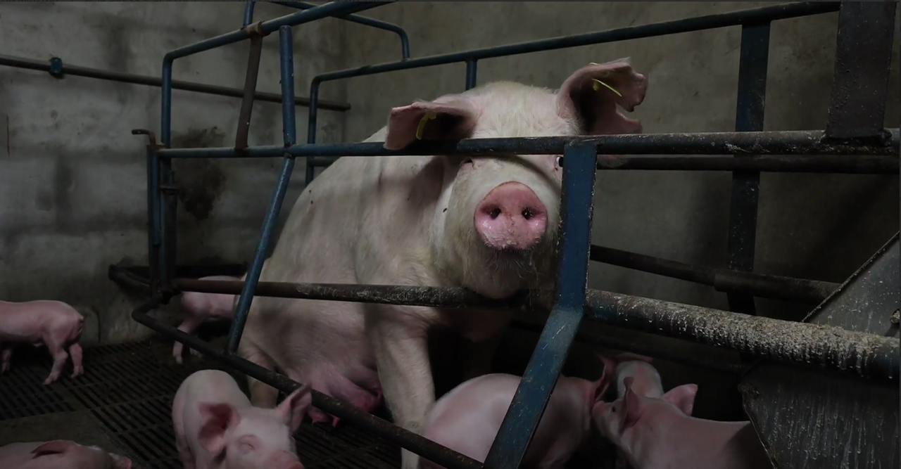 Animal rights activists claim pig cruelty in undercover investigation