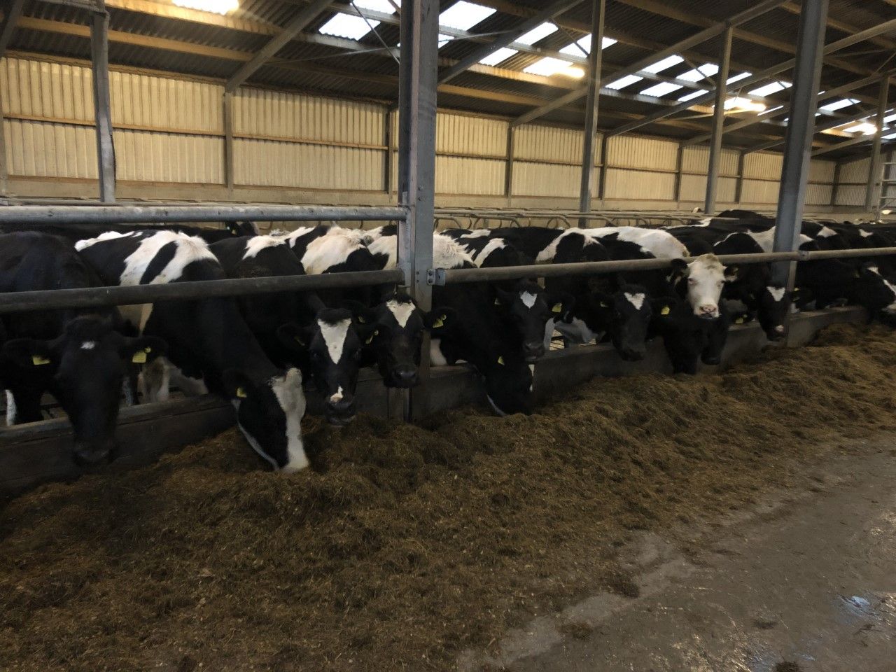 Pallaskenry herd: 17 TB reactors after latest tests