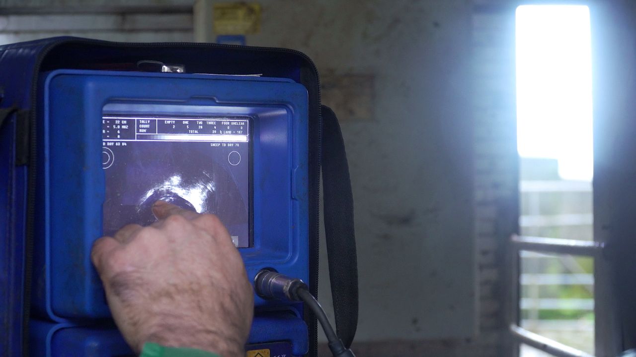 Scanning on the agenda for early-lambing flocks