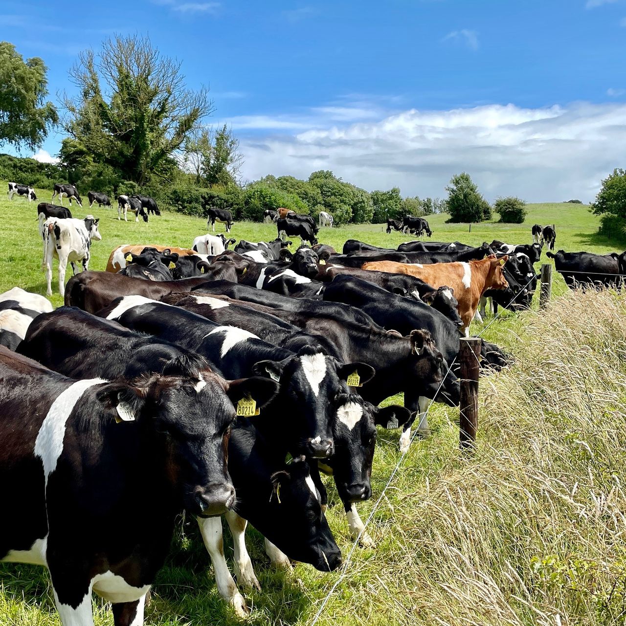 IHFA and Cows.ie launch campaign to promote 'pedigree breeding'