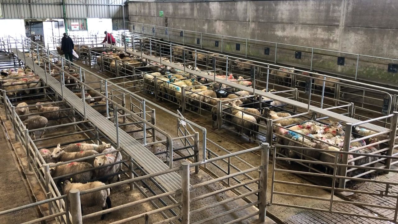 Mart trade for hoggets sees little to no change, while cull ewes hit €200