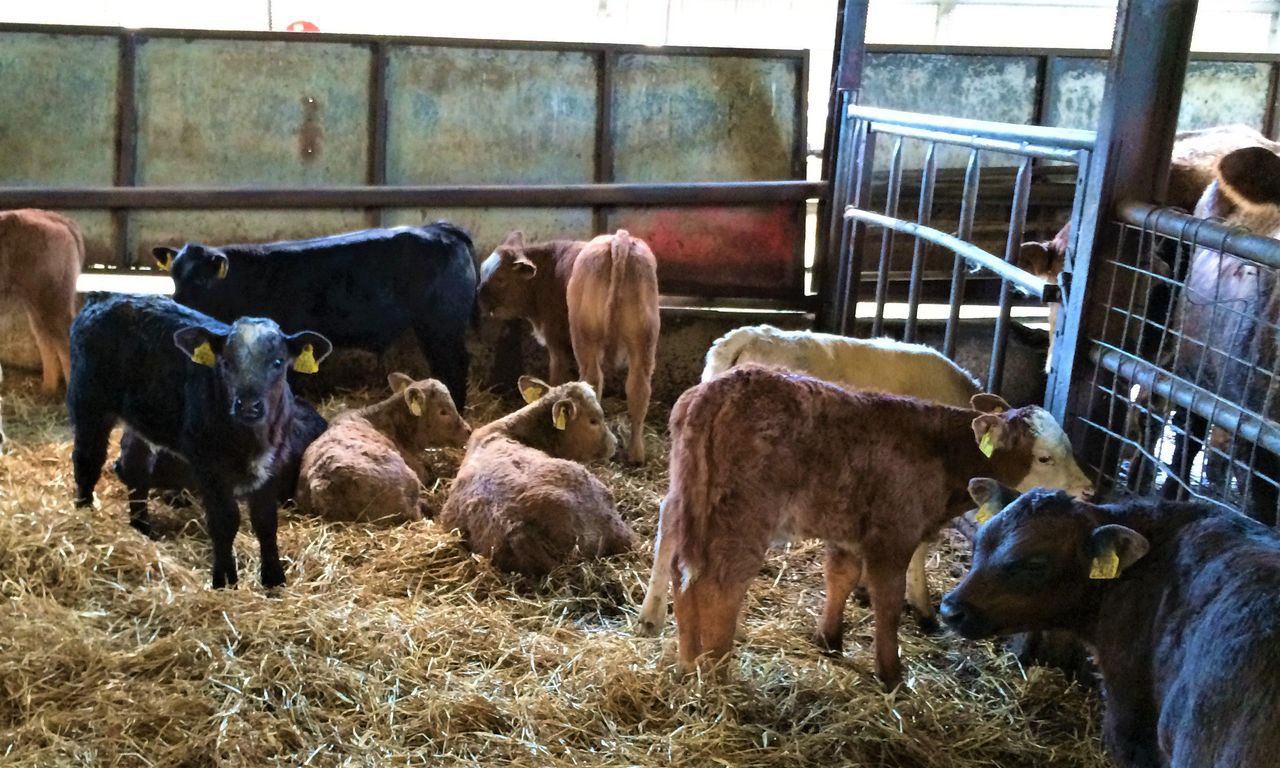 Has the decline in suckler calvings continued?
