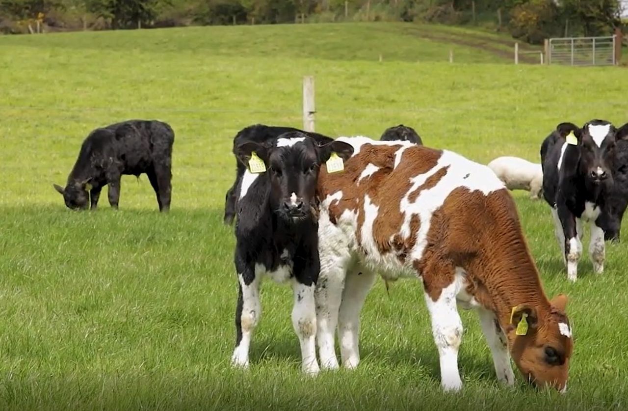 Calf registrations surpass 1,400,000 head this week