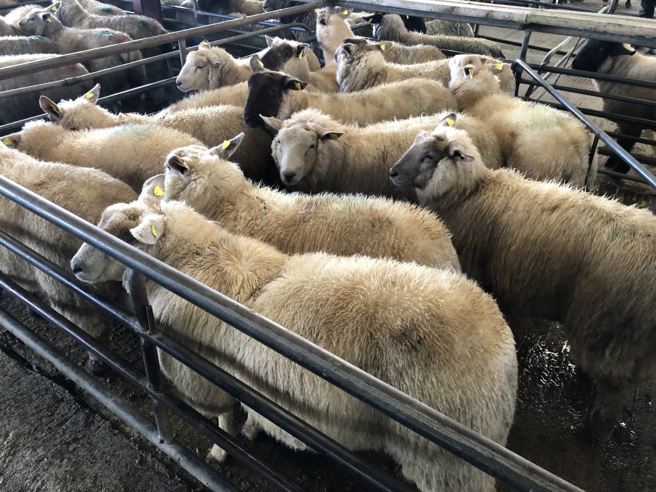 Sheep trade: 'As you were' for base quotes