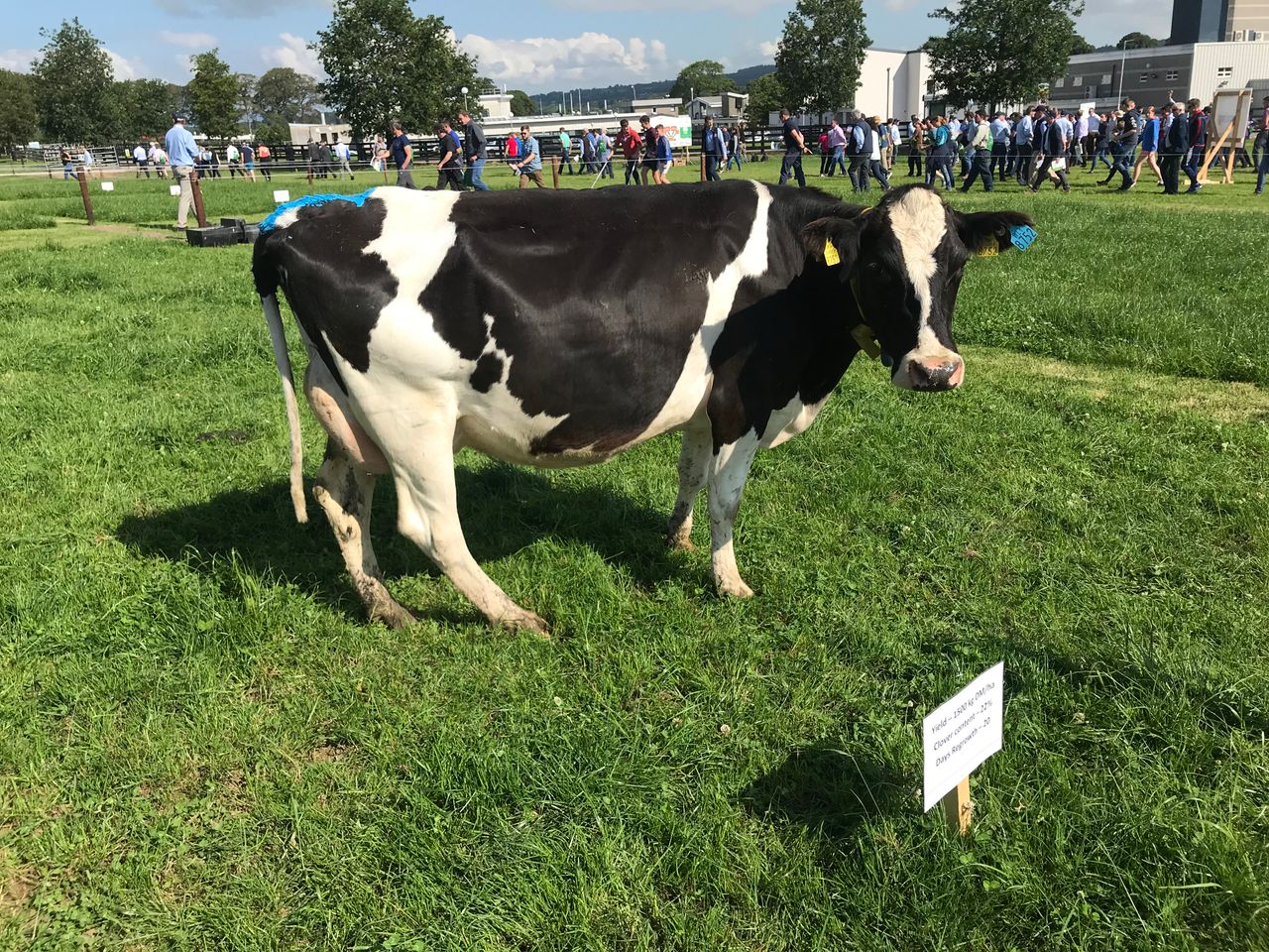 Moorepark '19: What are the results from recent sexed semen research?