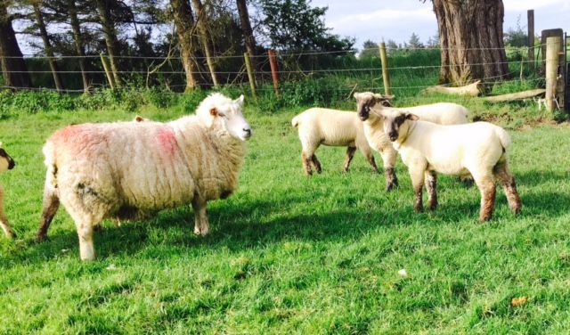 ICSA calls on meat processors to justify 'savage' sheep price drop