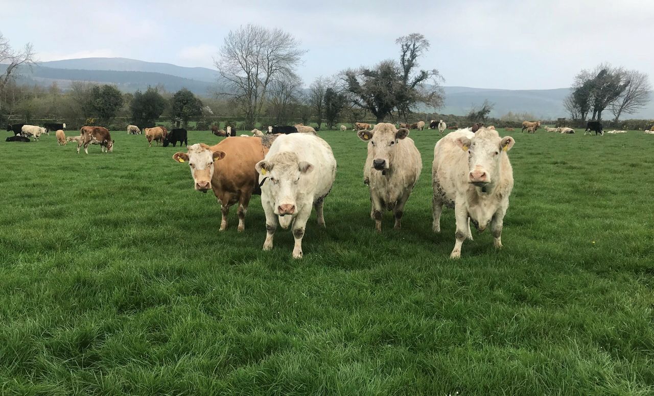 Beef kill: Big increase seen in cow and heifer categories