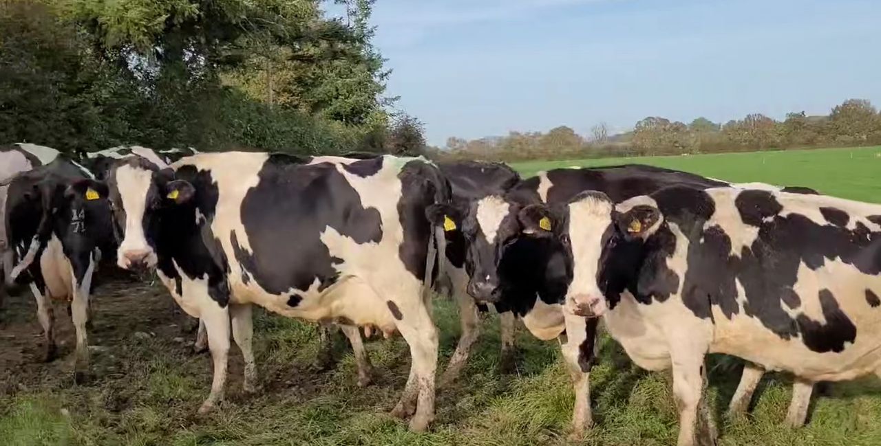 Dispersal sale of Tullow Hill pedigree registered herd