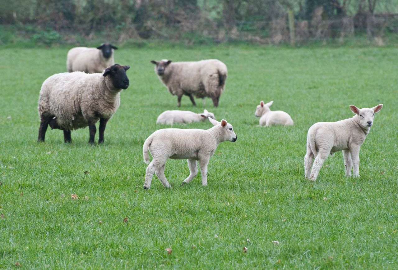 Retail sales show consumers increased love for lamb in the UK - AHDB