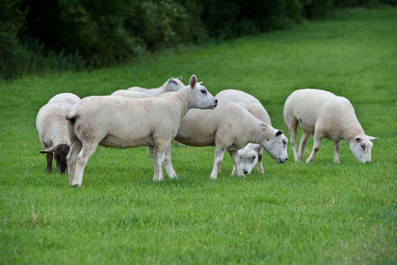 Good management pre-breeding vital on sheep farms