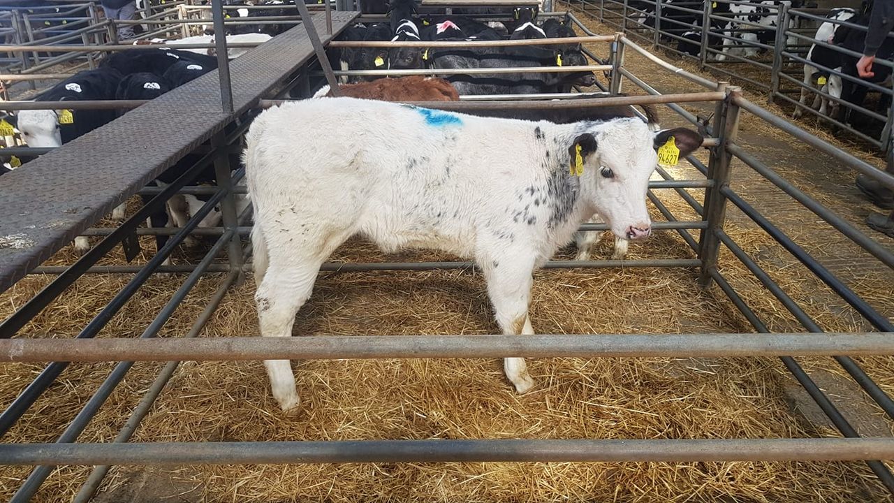 Calf trade: 'Bank holiday fever' lifts the demand for calves