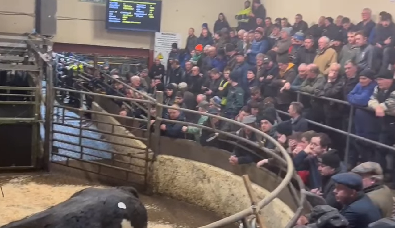 €5,400 paid for Charolais-cross heifer at Carrigallen Mart