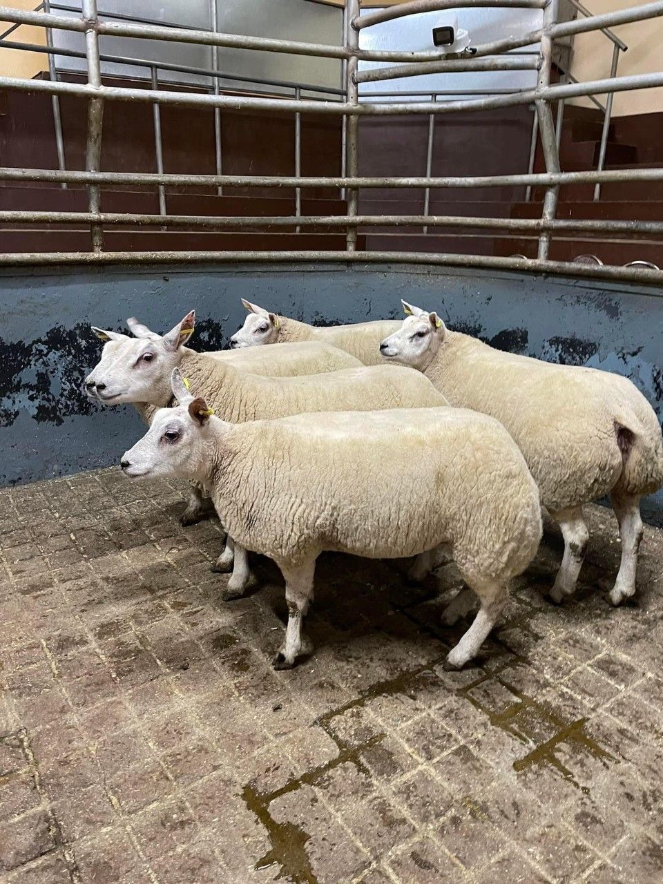Prices reach €280 at Raphoe Mart's Christmas lamb show and sale