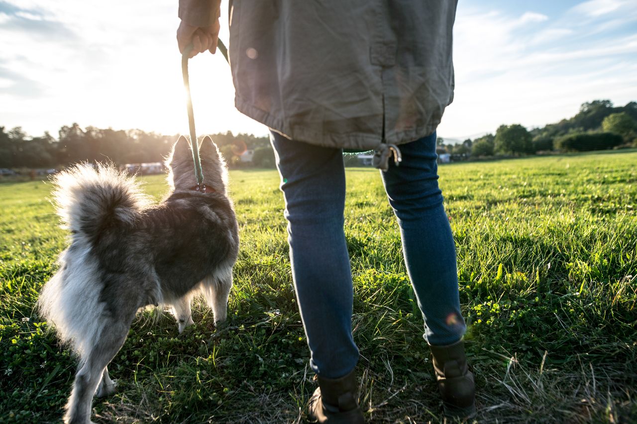 INHFA: One department should be responsible for dog control