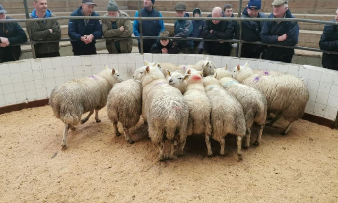 Sheep marts: In-lamb ewes make up to €175/head at Carnew Mart