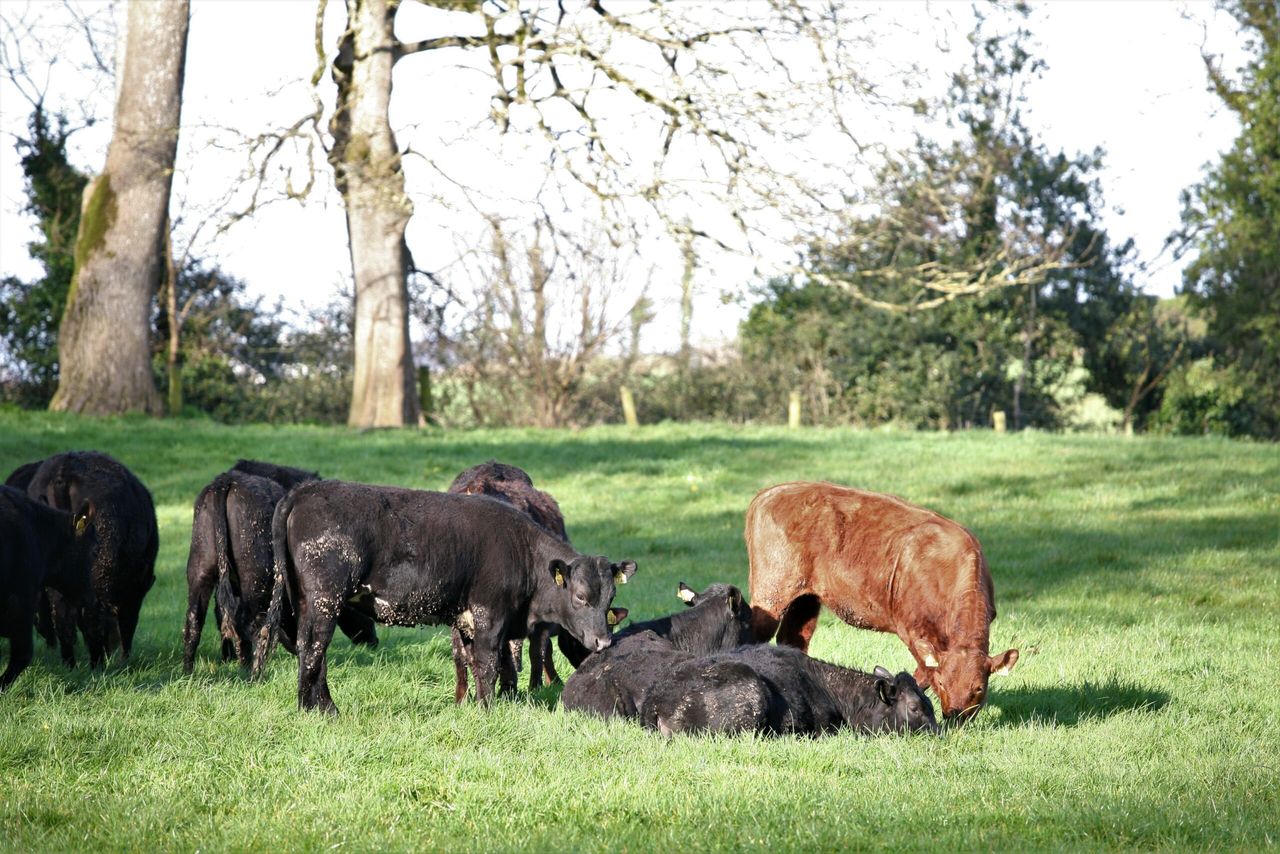 Contentious issues remain on eradicating Bovine TB