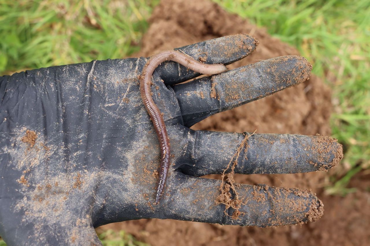 Soil Health Week set to feature farm walks and workshops