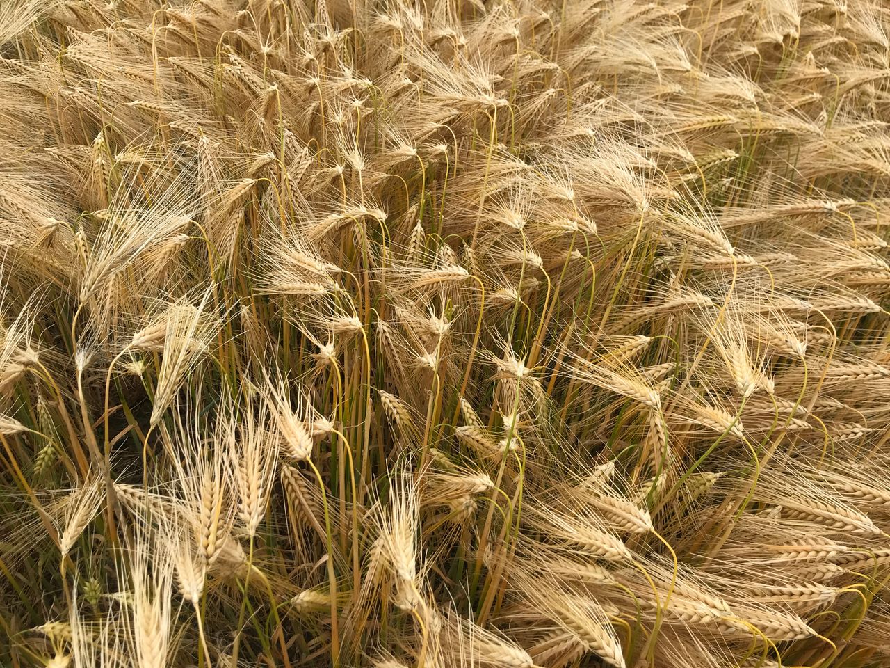 Mediocre yield output for winter crops in Ukraine
