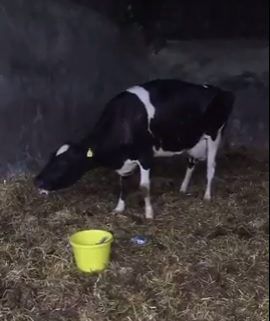 Agriland Vet: Treating Grass Tetany as rain drives grass growth