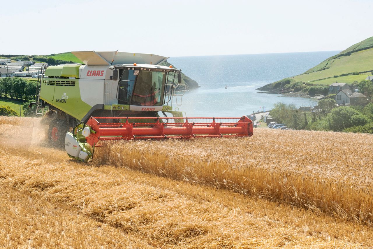 Harvest 2021: Decrease in spring barley area