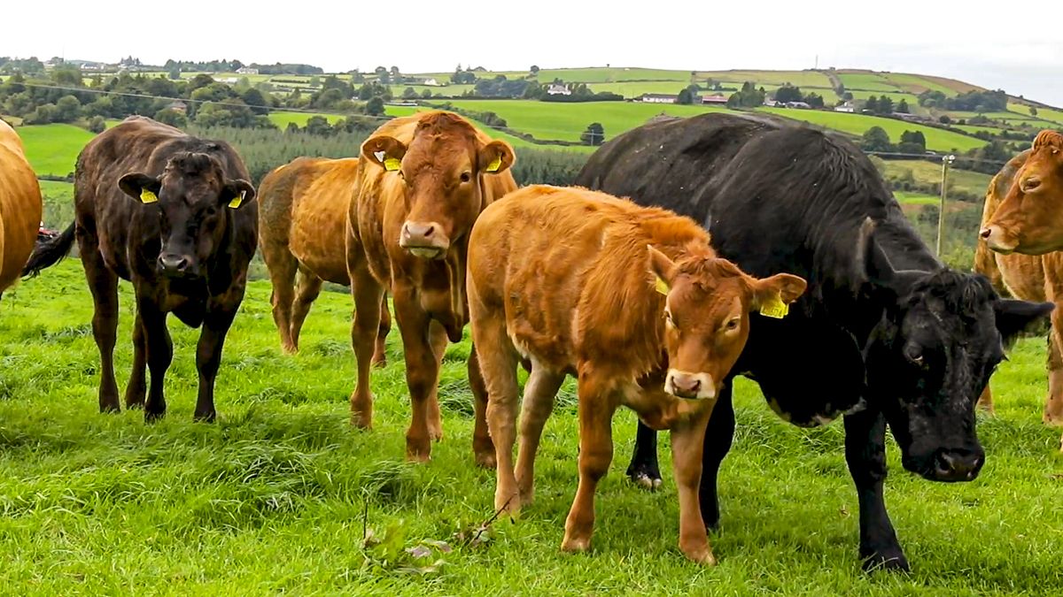 Cattle kill down by 119,000 head in July 2025 - CSO