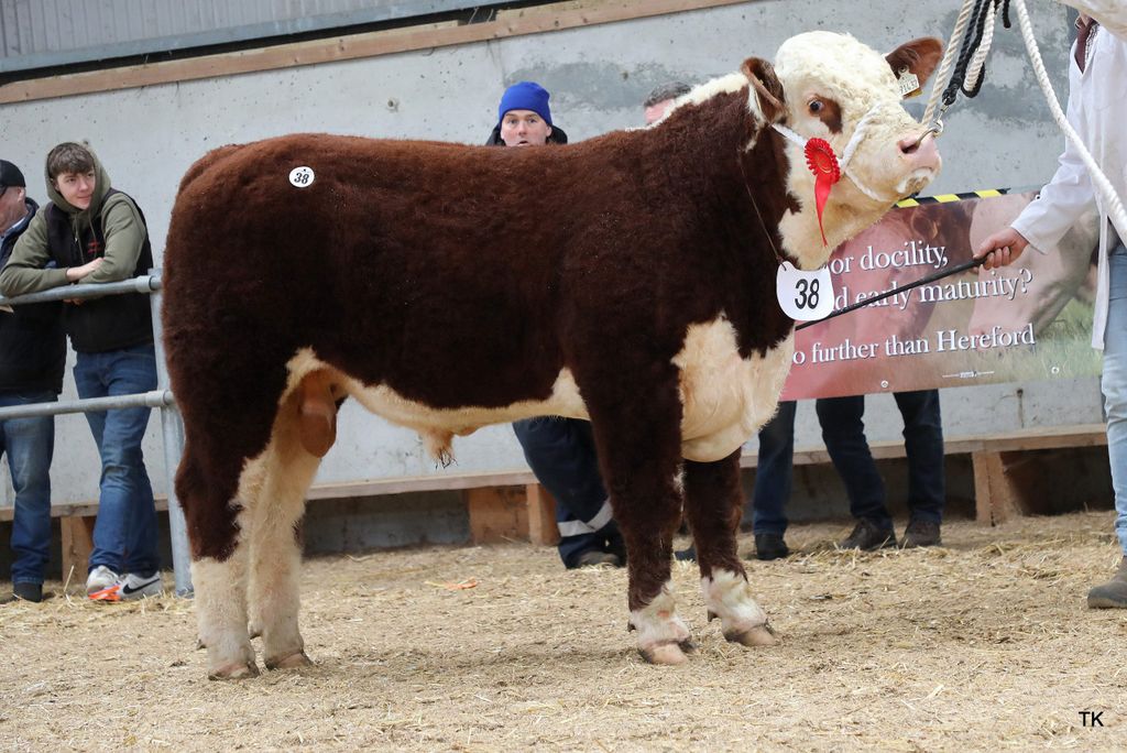 Balleen Thunderstruck sold for €7,500