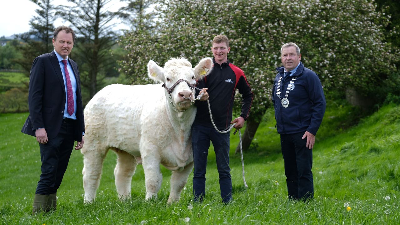 €50,000 in prize money for beef breeding class at agri-shows