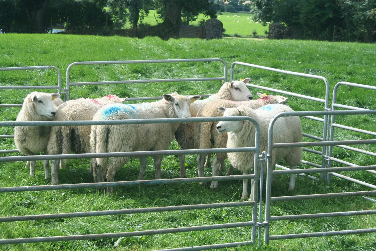 Better farm sheep programme a success in Kilkenny