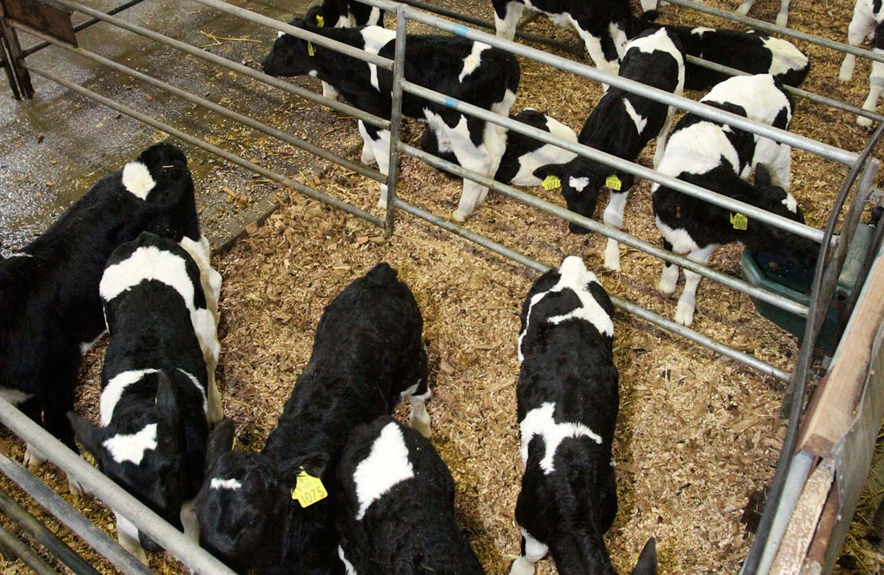 Dairy calvings continue to lead the way in 2016