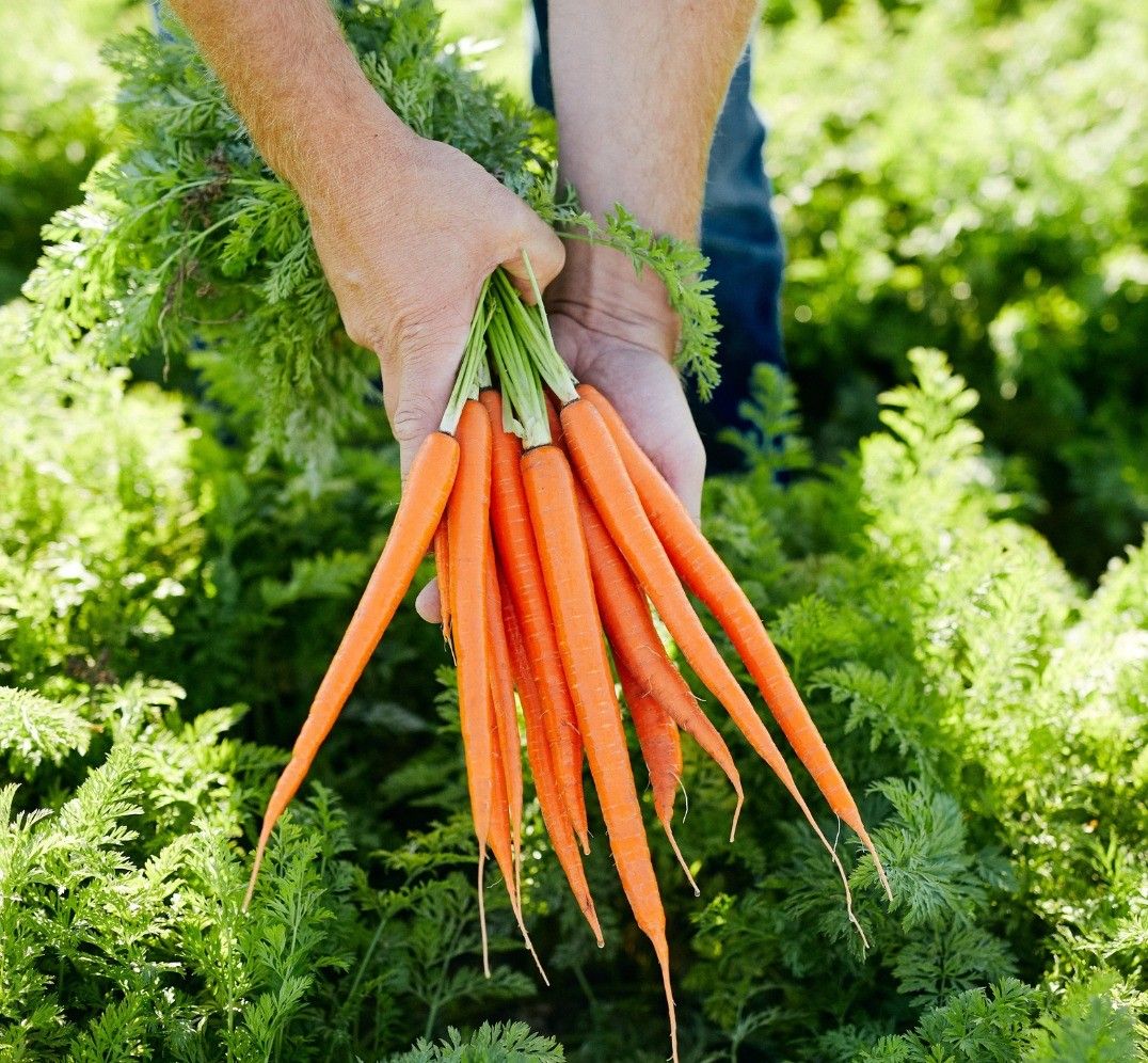 Warnings in US after E.coli breakout linked to organic carrots
