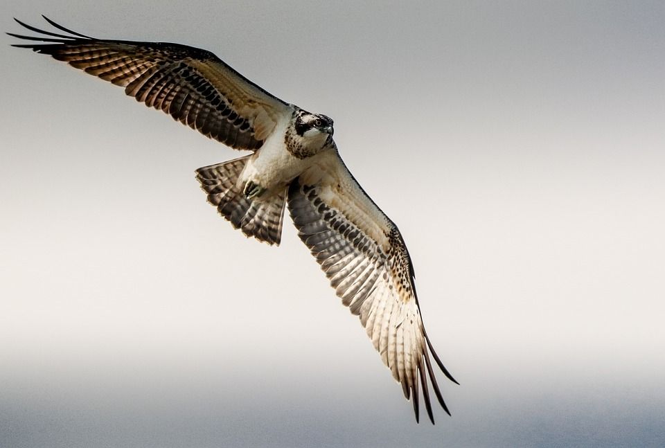 NPWS programme sees release of further osprey chicks
