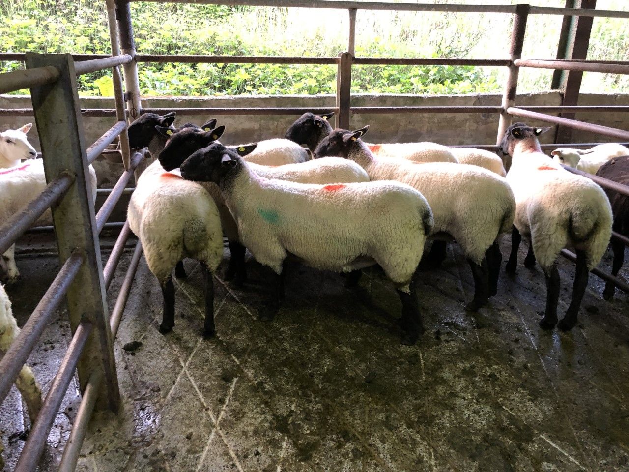 Breeding sales: Suffolk-cross Cheviot ewe lambs make up to €230/head at Stranorlar
