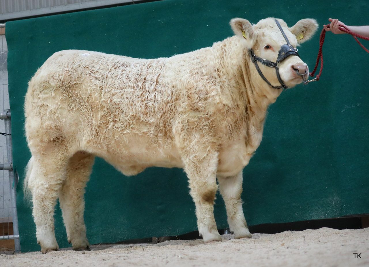115 Charolais heifers catalogued for society sale this Saturday