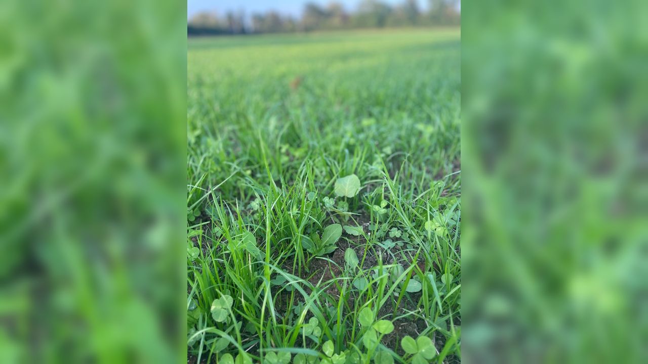 How to achieve improved weed control in reseeds