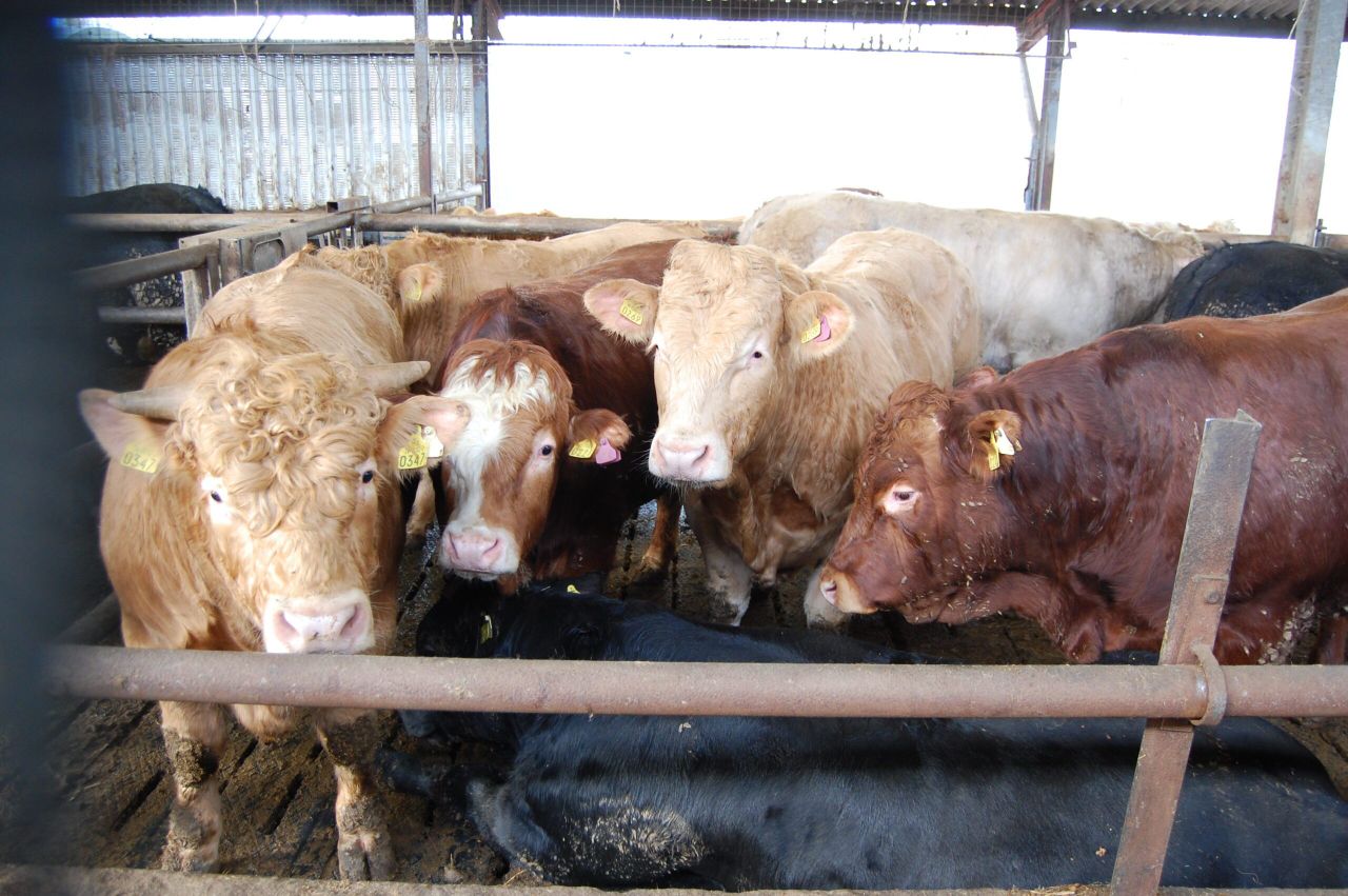 Week-on-week prime cattle kill continues to fall - Department