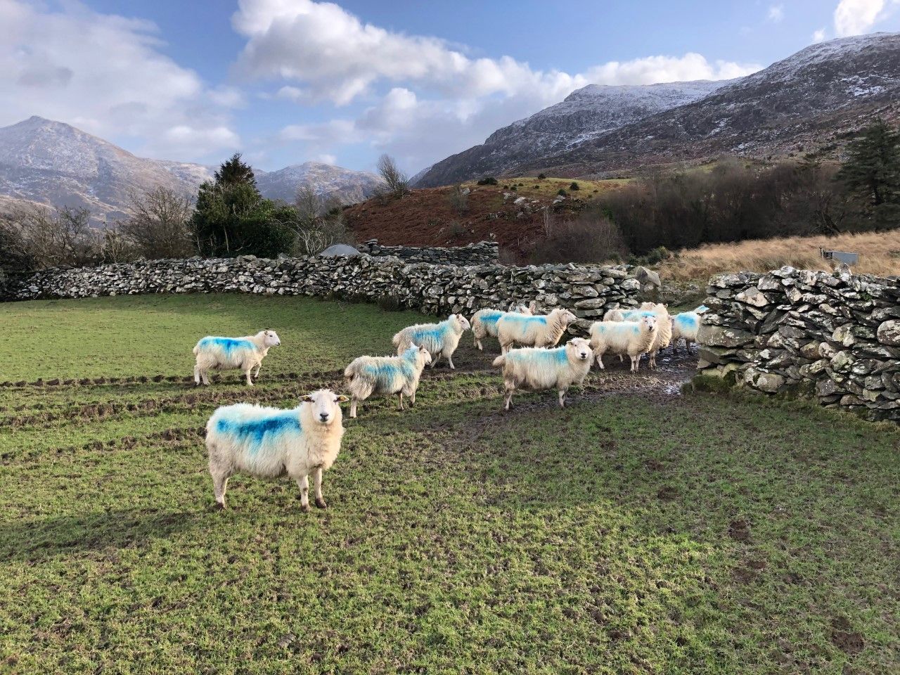 Online sheep census form deadline fast approaching