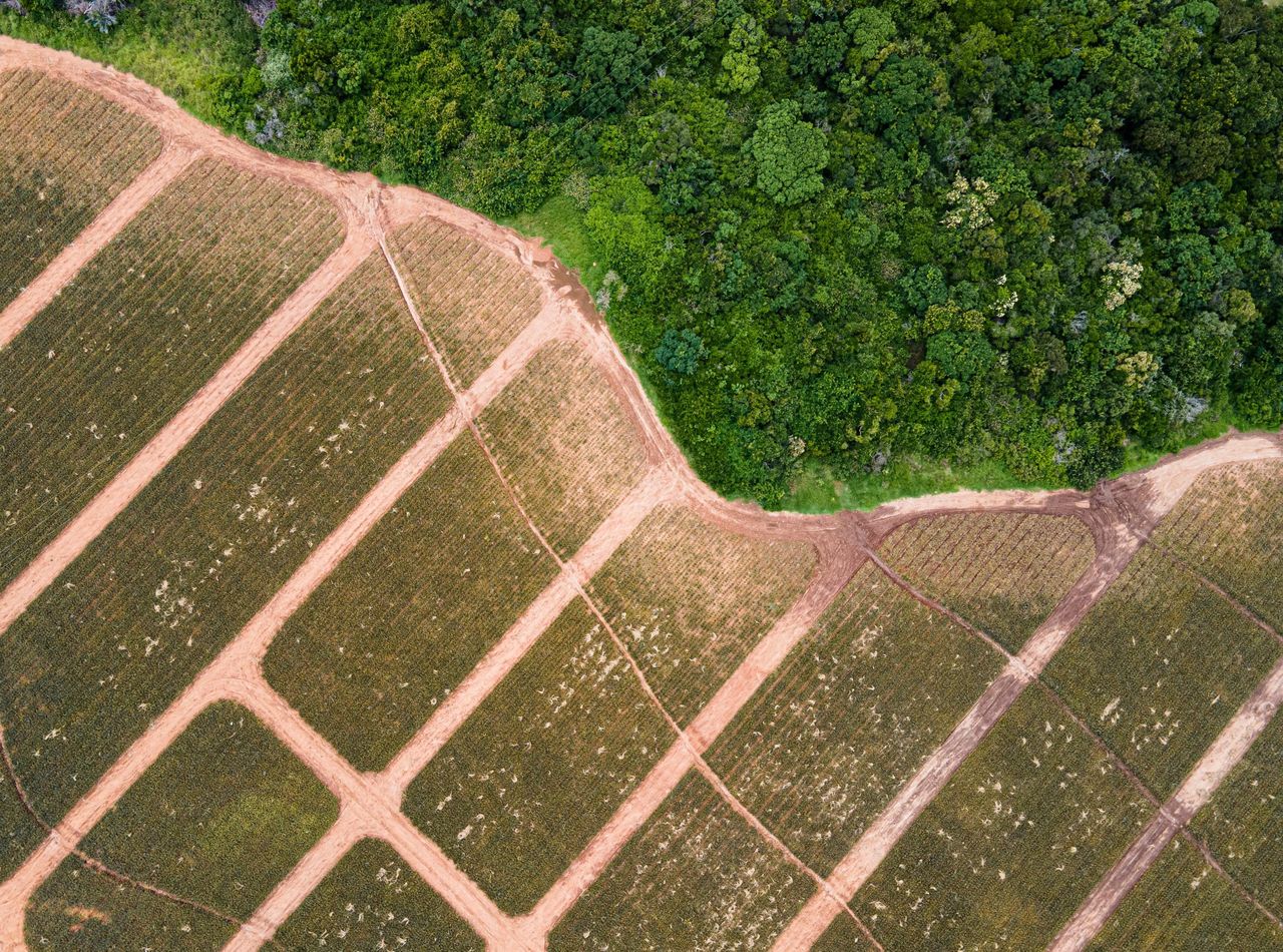 Study: Impact of deforestation for farming worse than thought