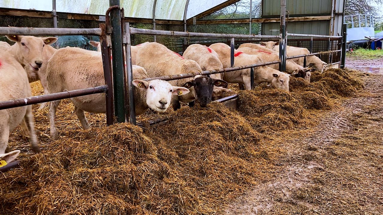 Highest mortality in ewes linked to respiratory diseases