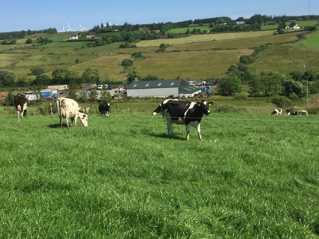 Breeding an 'invisible dairy cow' to make the most of grass on a heavy farm