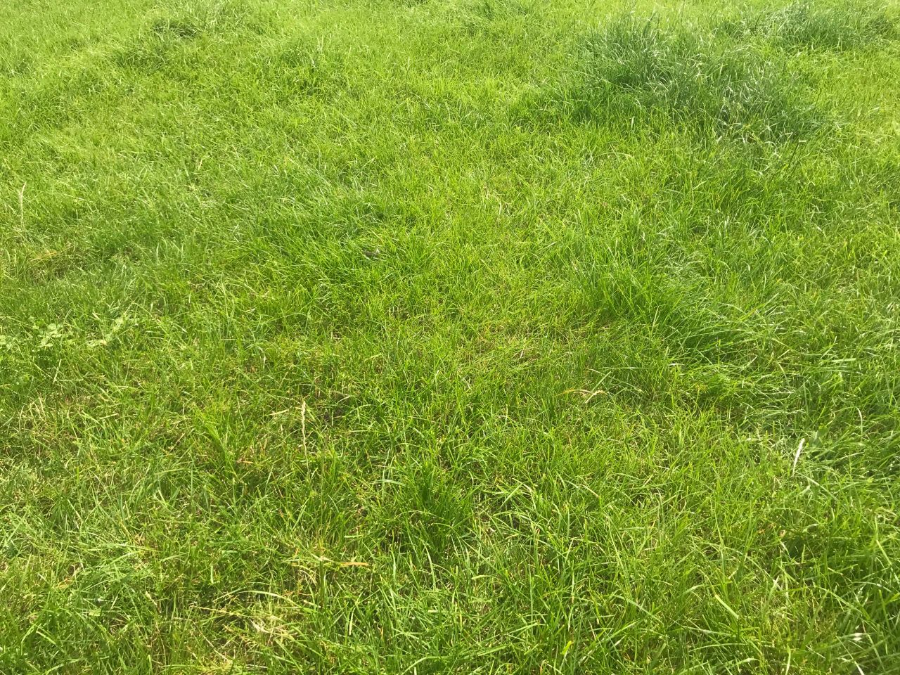 Grass growth: Rain needed by many farms