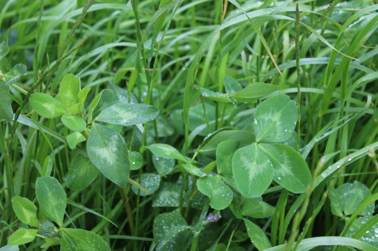 Silage: The importance of red clover
