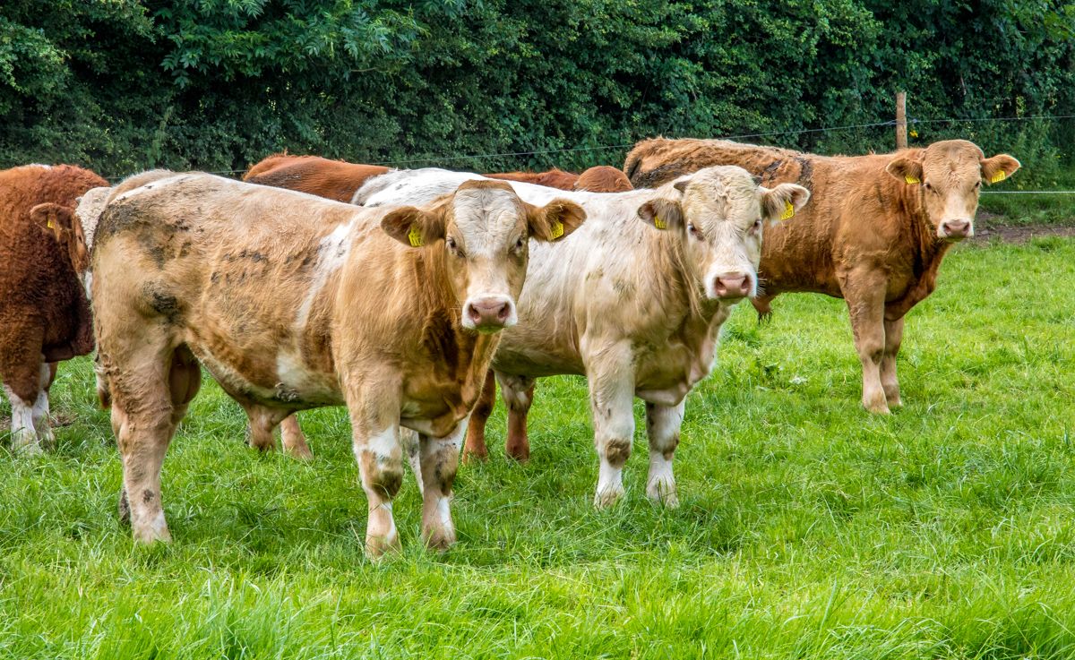 New case of bluetongue confirmed in a bull in Kent