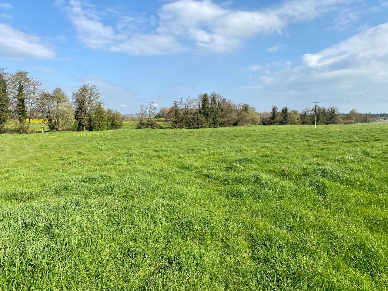 31.5ac on outskirts of Stradbally for auction