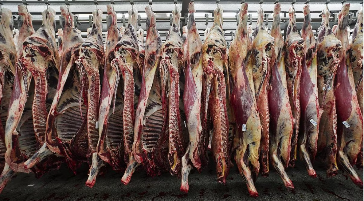 Table: Average steer carcass weights rise 21kg in first half of 2026