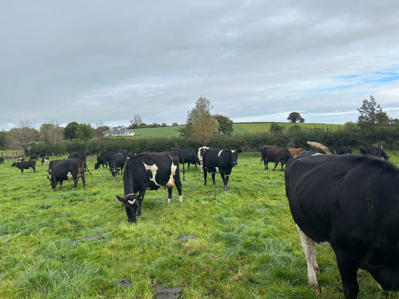 Dairy Focus: How improving EBI worked on this Cavan farm
