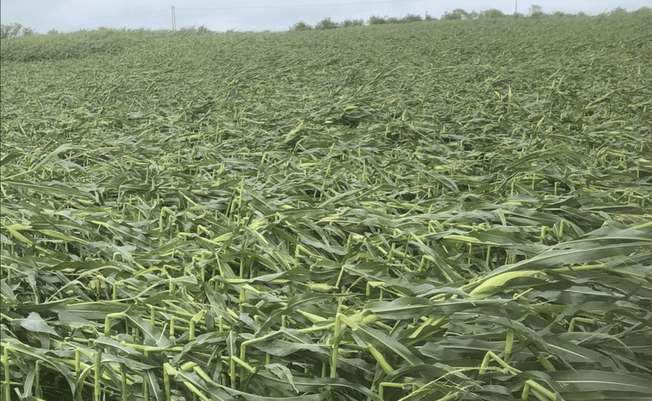 Storm devastation in maize: 'It's like a tornado hit'