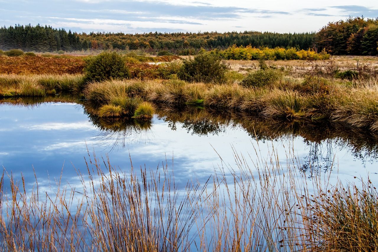 Nature Restoration Law: What are the next steps?