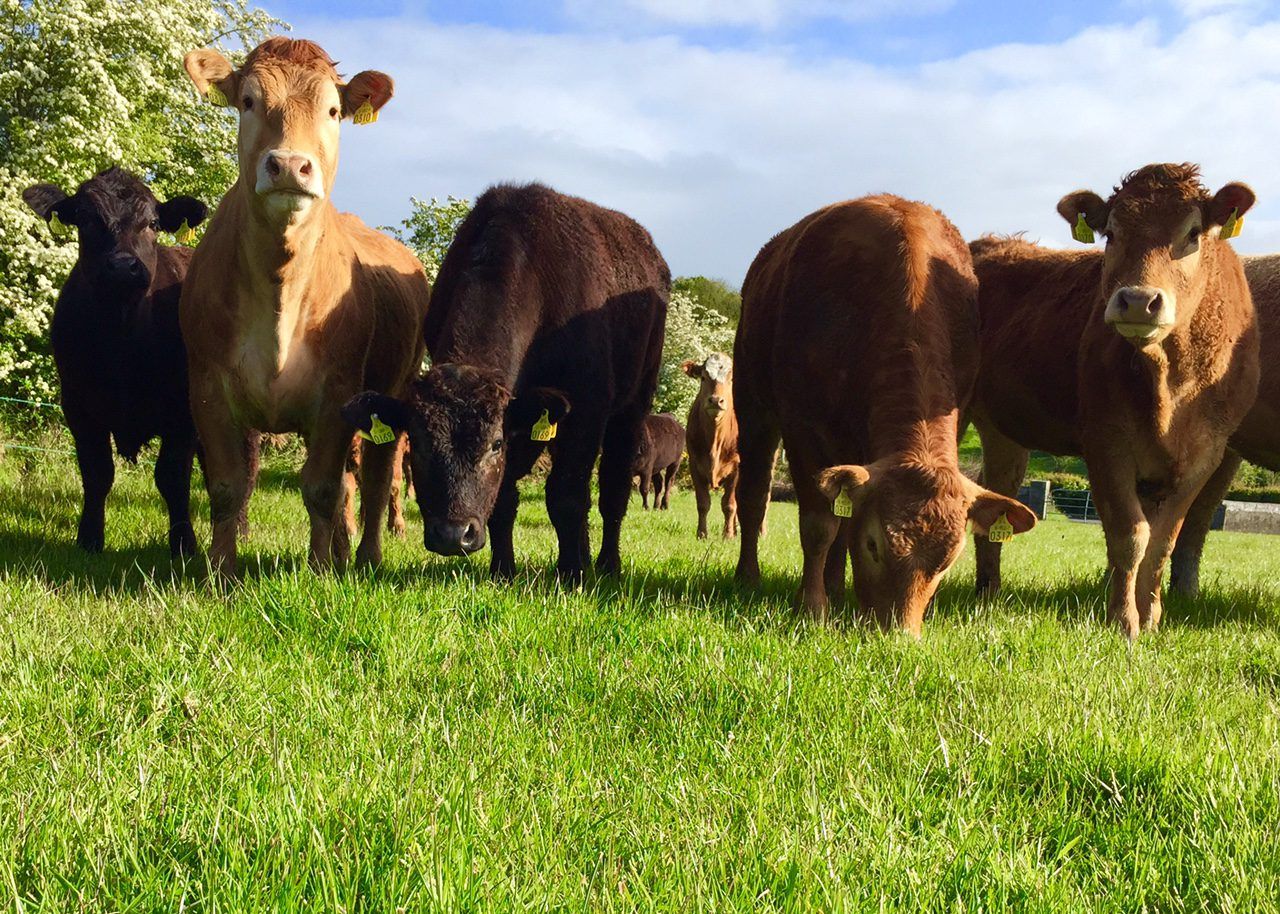 Price difference between British and Irish heifers drops to 2017 low